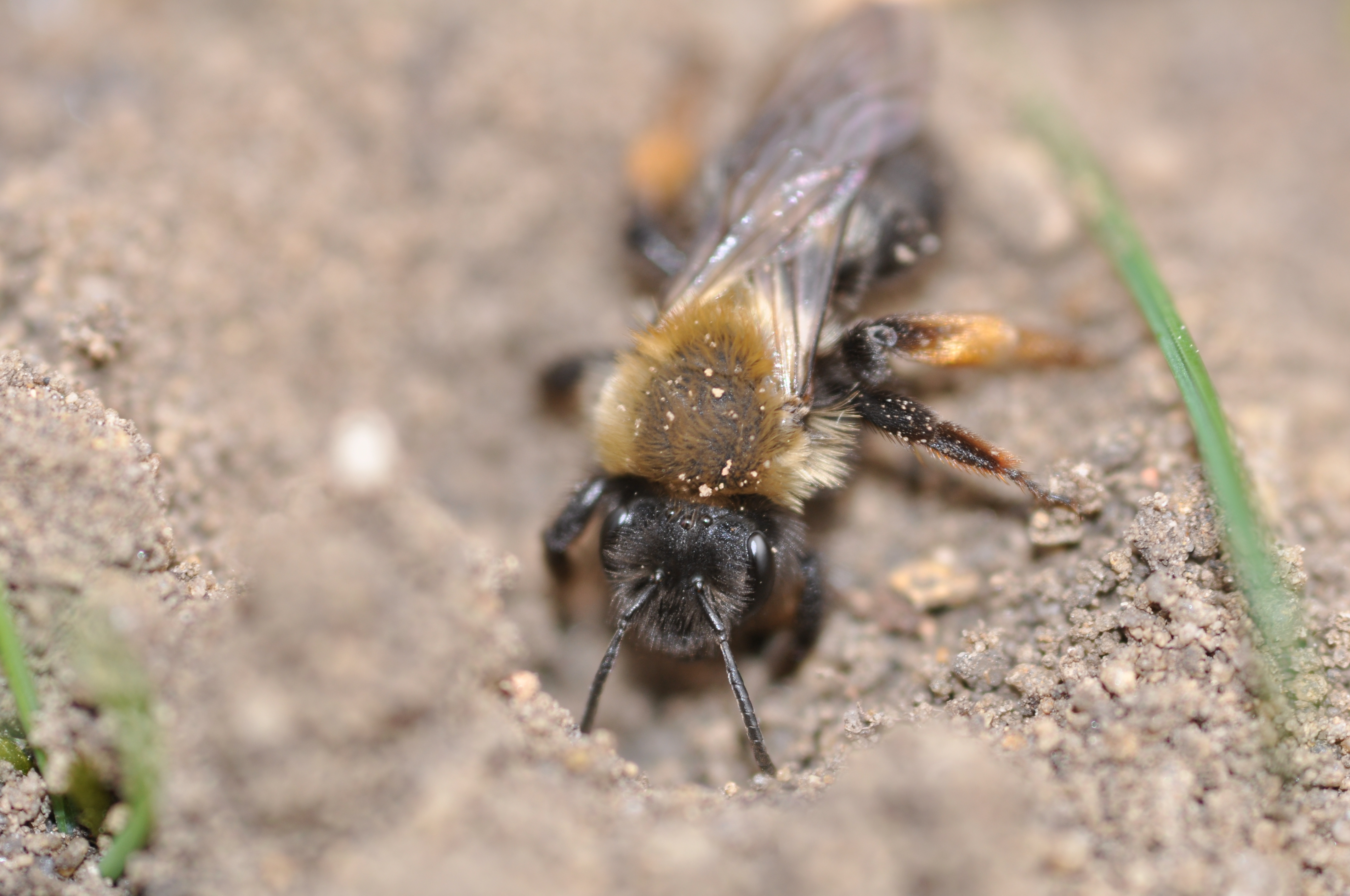 Frühe Wald-Sandbiene
