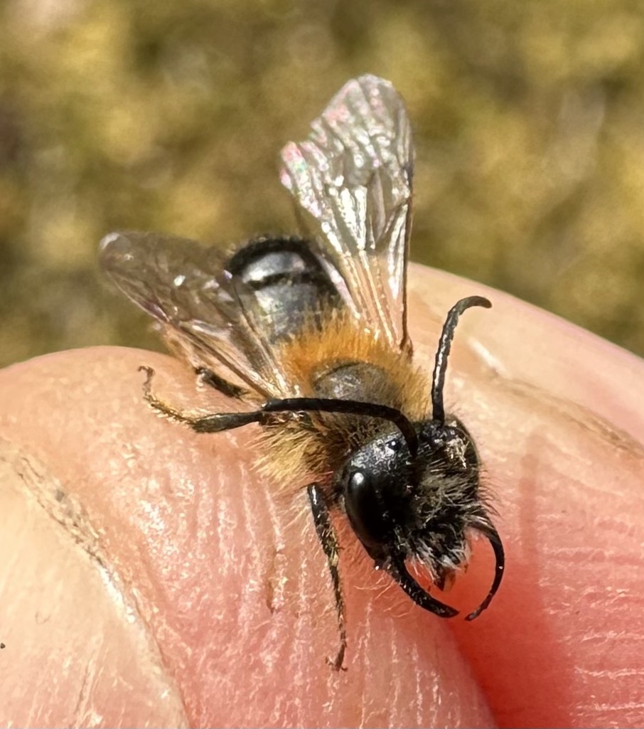 Heidelbeer-Andrena