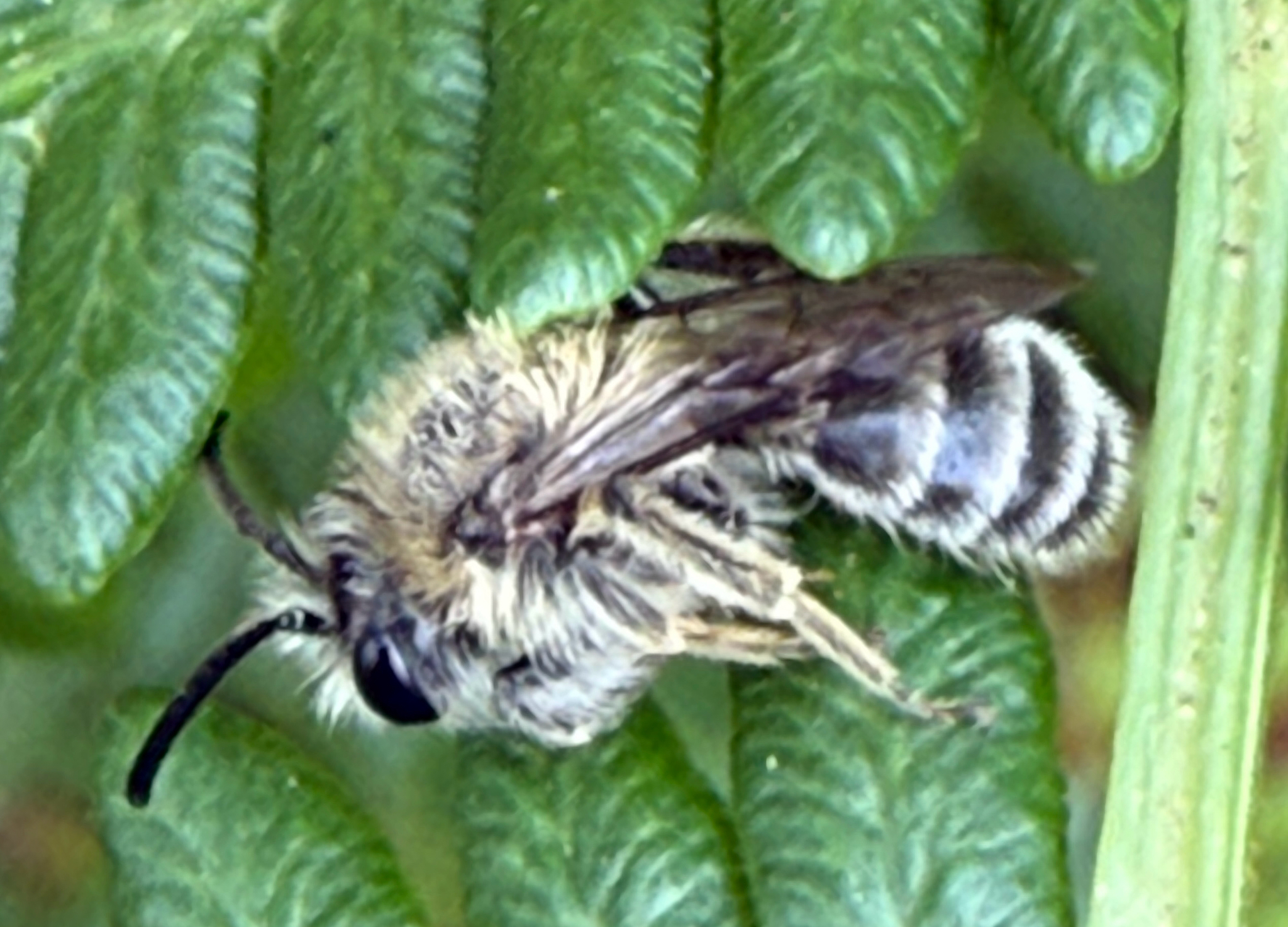 Grobpunktierte Kleesandbiene