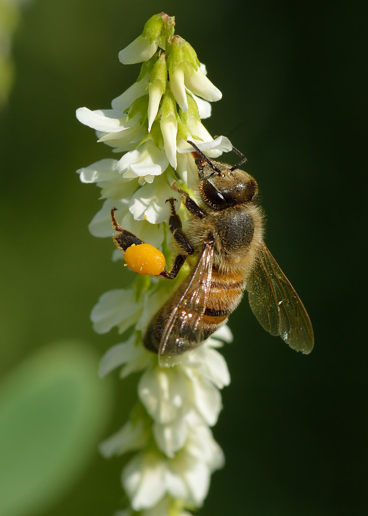Westliche Honigbiene