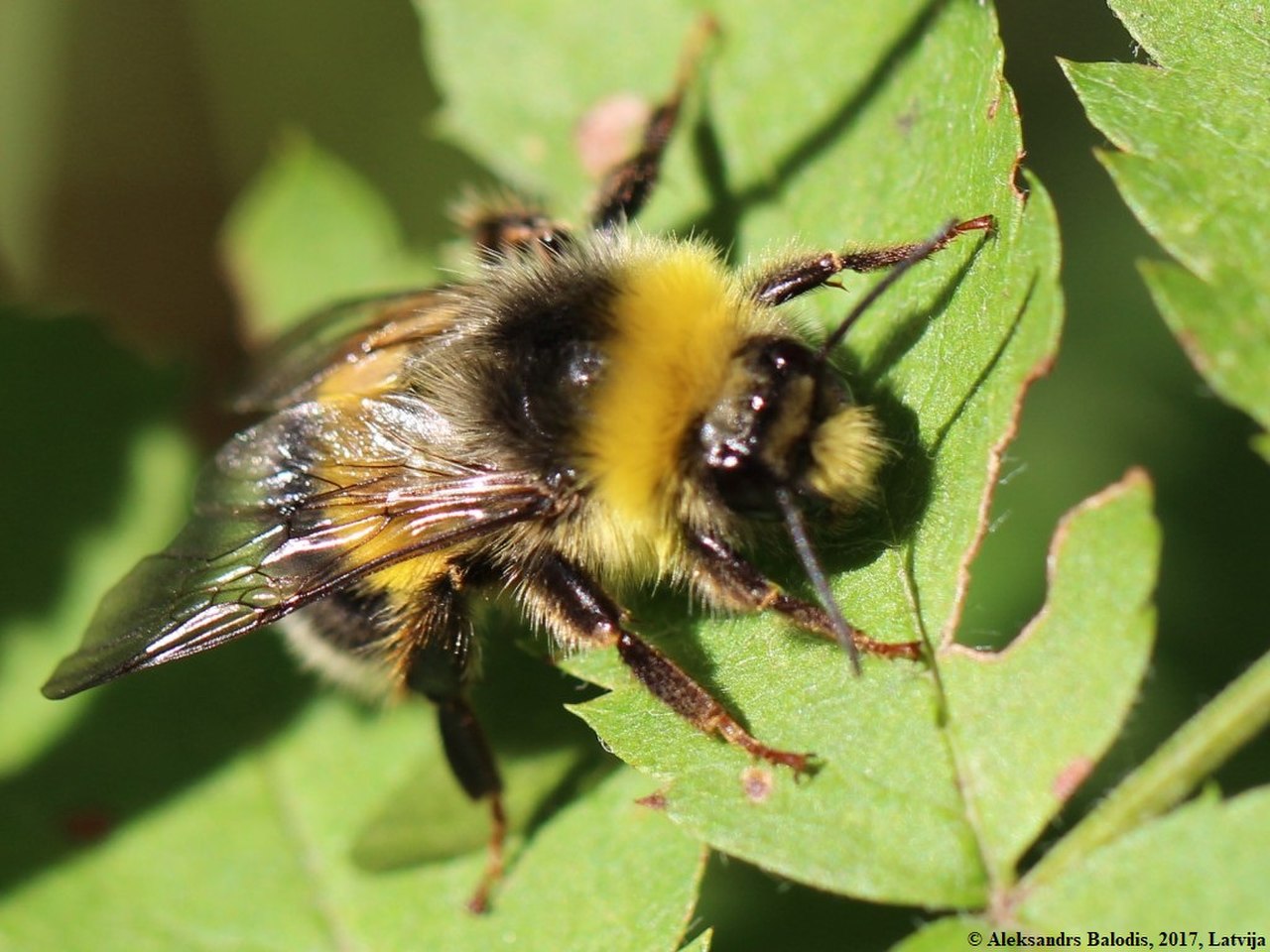Heidehummel