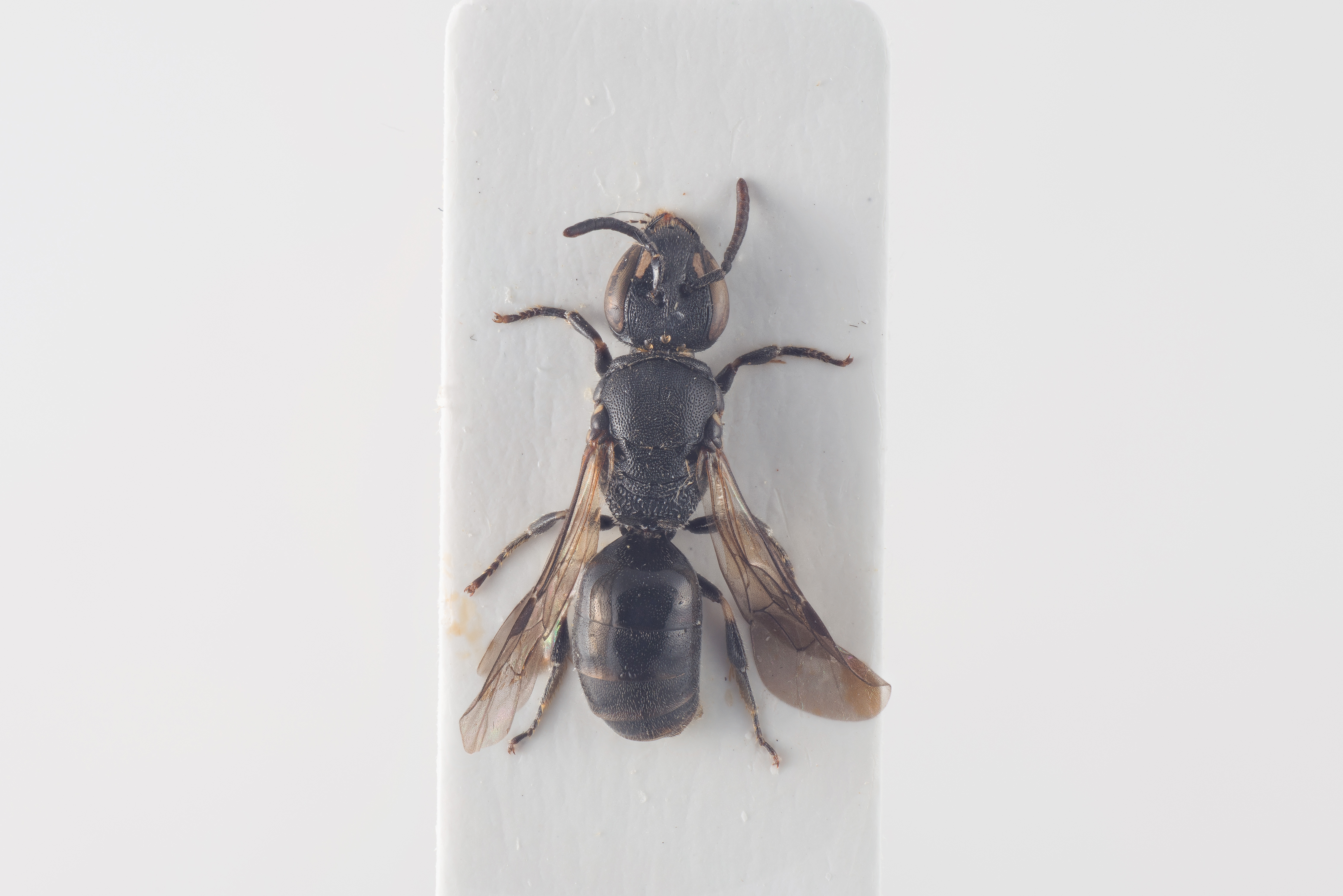 Schmale Maskenbiene