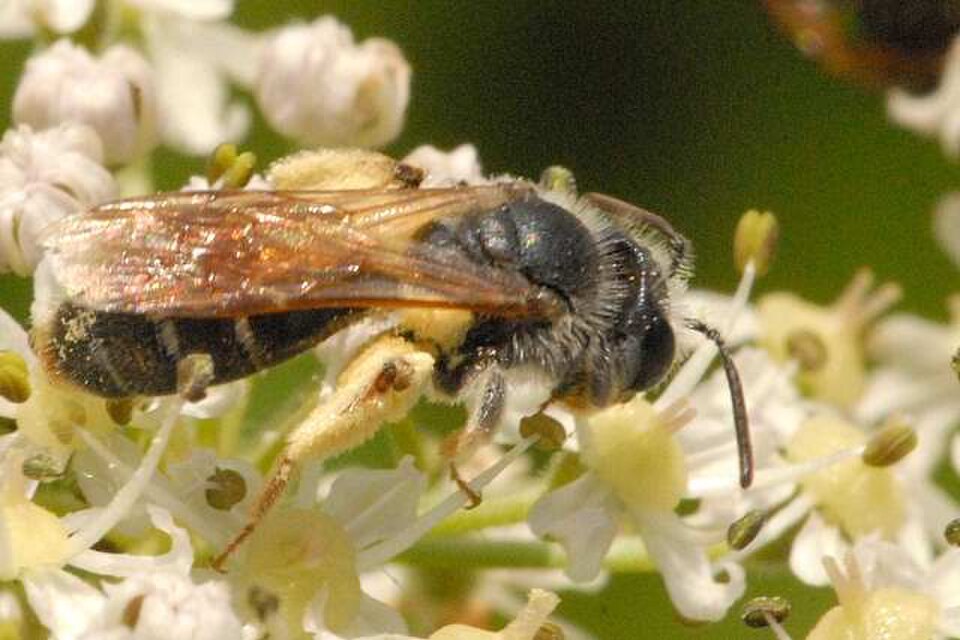 Weissbeinige Schmalbiene
