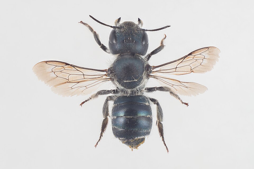 Blaue Mauerbiene
