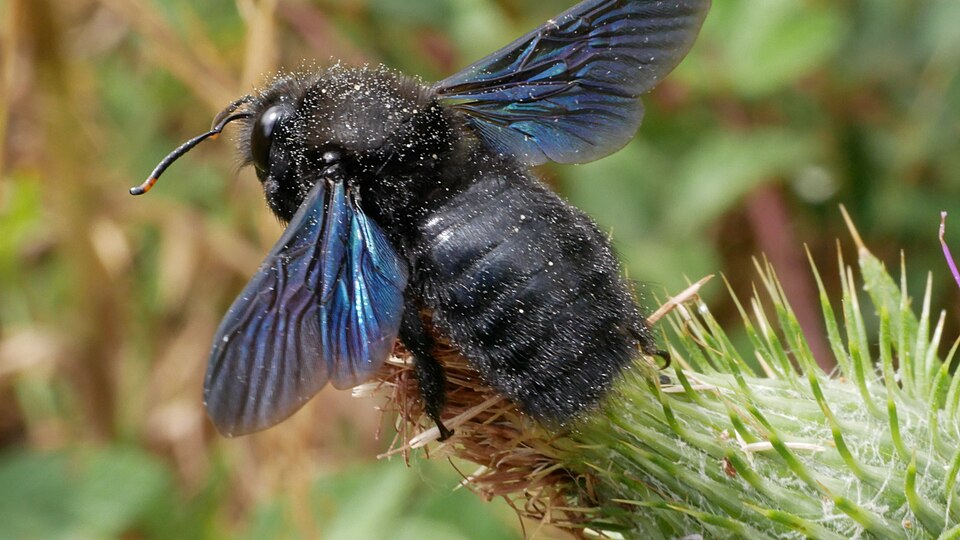 Blaue Holzbiene